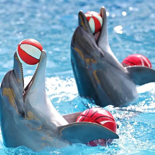 Delfinshow in Hurghada