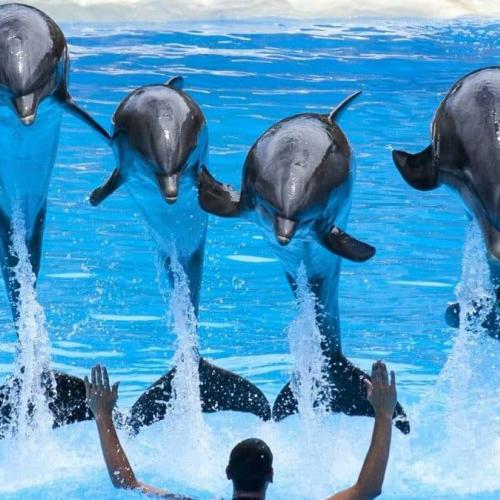 Delfinshow in Hurghada