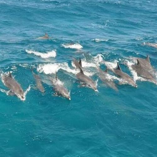 Dolphin House Hurghada