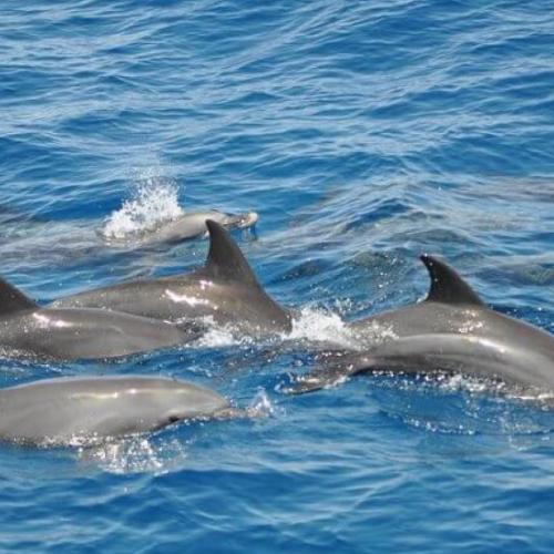 Dolphin House Hurghada