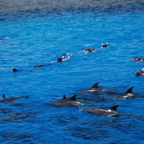 Dolphin House Hurghada