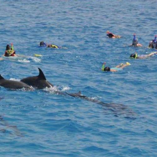 Dolphin House Hurghada