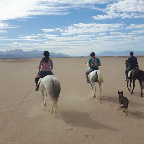 Horse Riding hurghada